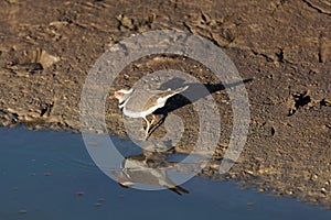 Three banded plover Charadrius tricollaris