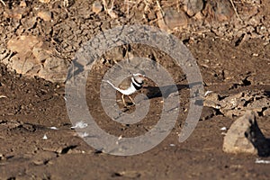 Three banded plover Charadrius tricollaris