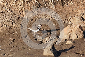 Three banded plover Charadrius tricollaris