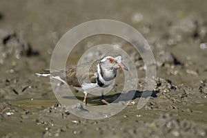 Three banded plover.Charadrius tricollaris,