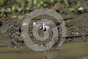 Three banded plover.Charadrius tricollaris,