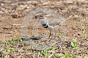 Three-banded Plover, Charadrius tricollaris