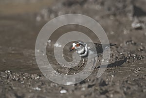 Three banded plover.Charadrius tricollaris