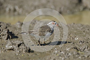 Three banded plover.Charadrius tricollaris