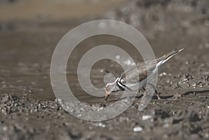 Three banded plover.Charadrius tricollaris