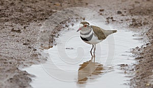 Three banded plover (Charadrius tricollaris)