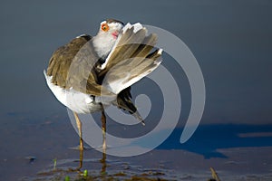 A three-banded plover (Charadrius tricollaris)