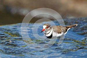 A three-banded plover (Charadrius tricollaris)