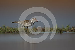 Three-banded plover, Charadrius tricollaris