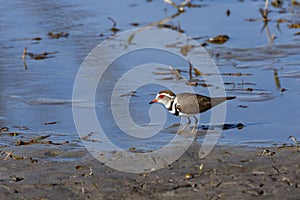 Three-Banded Plover Charadrius tricollaris - Botswana