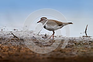 Three-banded plover, Charadrius tricollaris, small wader. Bird near the blue water, Okavango delta in Botswana, Africa. Three-