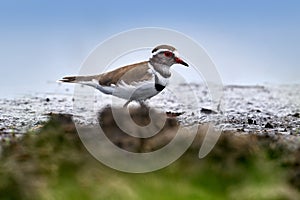 Three-banded plover, Charadrius tricollaris, small wader