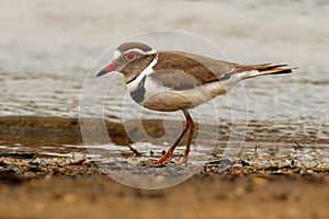 Three-banded Plover - Charadrius tricollaris small wader, resident in much of eastern and southern Africa and Madagascar, inland