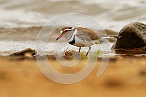 Three-banded Plover - Charadrius tricollaris small wader, resident in much of eastern and southern Africa and Madagascar, inland