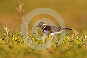 Three-banded Plover - Charadrius tricollaris small wader, resident in much of eastern and southern Africa and Madagascar, inland