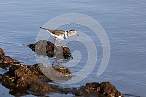 The three-banded plover Charadrius tricollaris standing on the shore