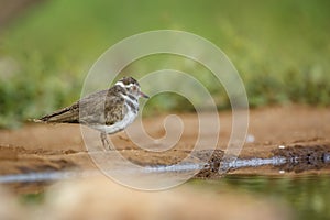 Three banded Plover in Kruger National park, South Africa