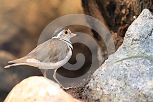 Three-banded plover photo