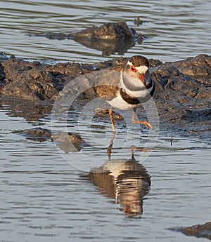 Three Banded Plover photo