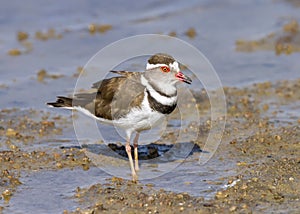 Three-banded plover, or three-banded sandplover Charadrius tric