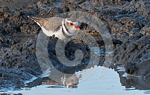 Three-Banded Plover photo