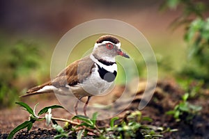 The three-banded plover, or three-banded sandplover Charadrius tricollaris standing on the shore. Brown and white water bird