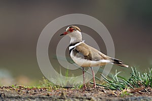 The three-banded plover, or three-banded sandplover Charadrius tricollaris standing on the shore in the green grass