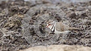 Three-banded Plover in Wetland