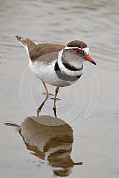 Three-banded Sandplover (Charadrius tricollaris)