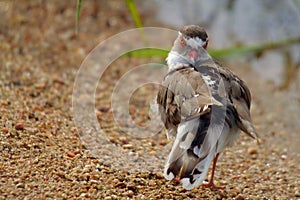 Three-banded Sandplover (Charadrius tricollaris)