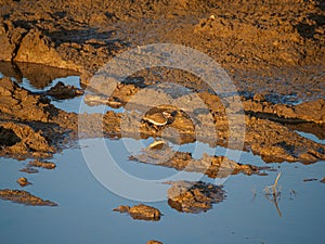Three-banded sandplover, Charadrius tricollaris. Madikwe Game Reserve, South Africa
