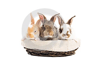 Three banny rabbit in basket