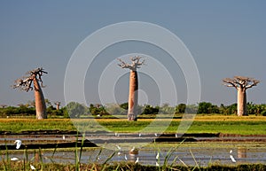 Three baobabs