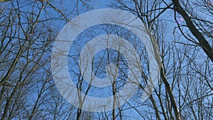 Three Bare Trees Standing Silhouetted Against A Clear Blue Sky. Stark Beauty Of A Leafless Tree. Beautifully Employs