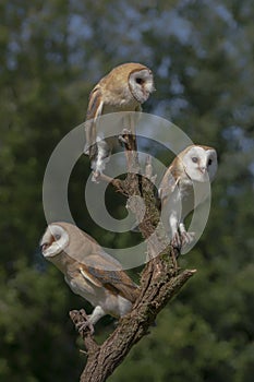Three Barn owls Tyto alba sitting on a branch. Dark green background. Noord Brabant in the Netherlands.