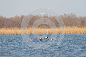 Three Barnacle Geese flying against a beautiful blue lake. Pair of large birds with white face and black head, neck and