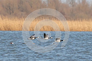 Three Barnacle Geese flying against a beautiful blue lake. Pair of large birds with white face and black head, neck and