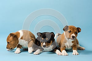 Three basenji puppies lined up in a row