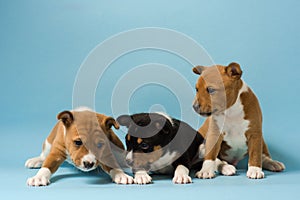 Three basenji puppies playing at isolated blue background.