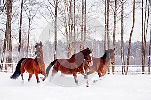 Three bay horses playing in the snow in winter