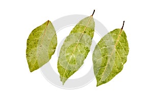 Three bay leaves