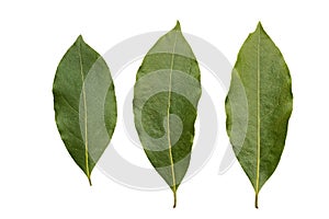 Three bay leaves isolated on white