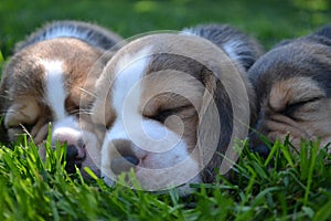 Three beagle puppies sleeping on the lawn