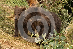 Three bear cubs beneath tree facing left