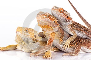 Three Bearded Agamas