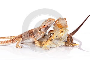 Three bearded agamas lizards