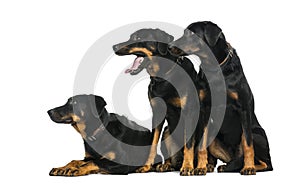 Three Beaucerons in front of a white background