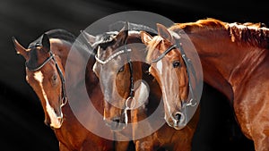 Three beautiful Bay horses with classic bridle isolated on black background. Web banner