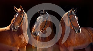 Three beautiful Bay horses with classic bridle isolated on black background. Web banner
