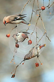 Three beautiful birds of whistles hang on the branches of an Apple tree eating fruit in the winter garden